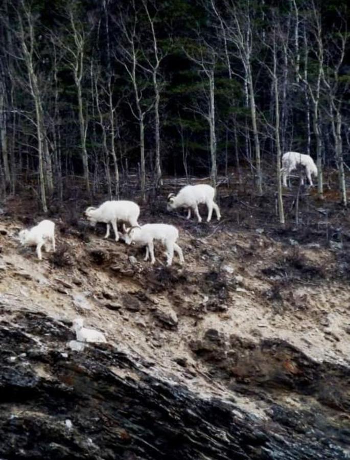 Alaska Grizzly Lodge Фэрбанкс Экстерьер фото