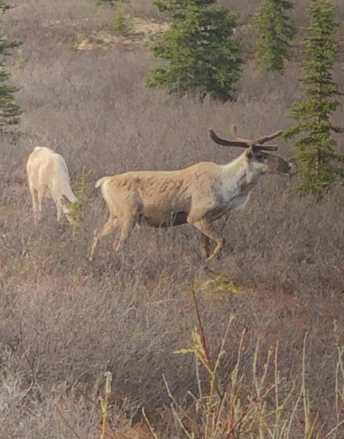 Alaska Grizzly Lodge Фэрбанкс Экстерьер фото